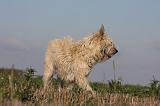 BOUVIER DES ARDENNES 205